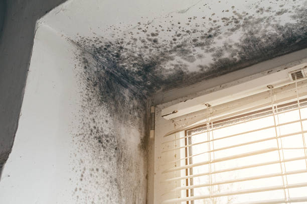 Affordable Black Mold Removal solutions in Canyon Lake, TX